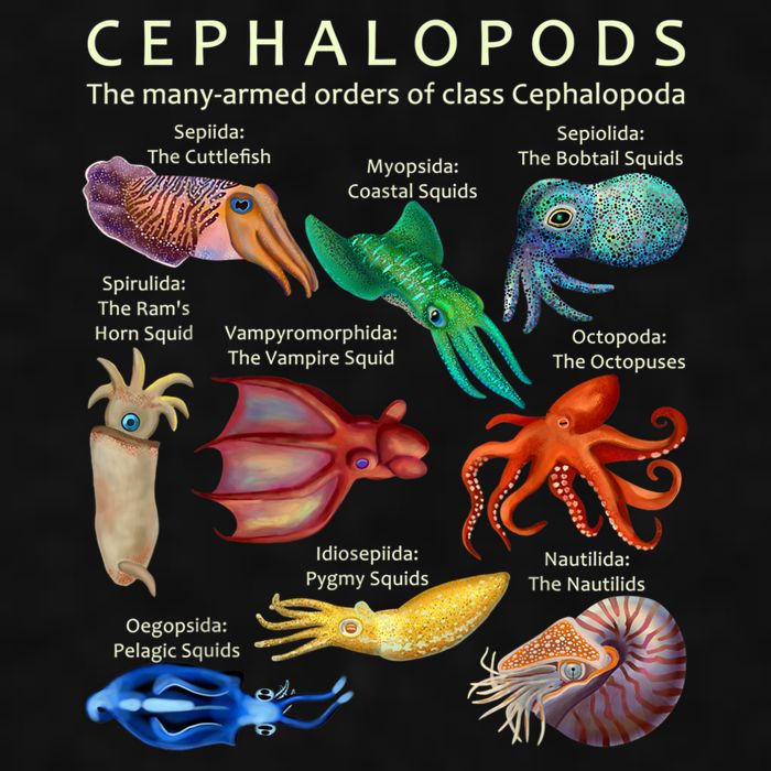 The Cephalopod: Octopus, Squid, Cuttlefish, And Nautilus Ladies PosiCharge Tri-Blend Wicking Tank