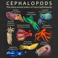 The Cephalopod: Octopus, Squid, Cuttlefish, And Nautilus 7 Panel Mesh Trucker Snapback Hat