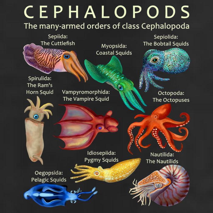 The Cephalopod: Octopus, Squid, Cuttlefish, And Nautilus 7 Panel Mesh Trucker Snapback Hat