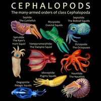 The Cephalopod: Octopus, Squid, Cuttlefish, And Nautilus Sustainable Bucket Hat