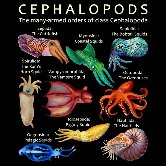 The Cephalopod: Octopus, Squid, Cuttlefish, And Nautilus Sustainable Bucket Hat