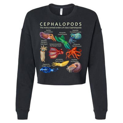 The Cephalopod: Octopus, Squid, Cuttlefish, And Nautilus Cropped Pullover Crew