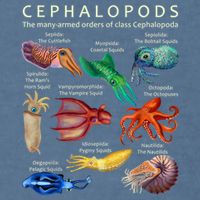 The Cephalopod: Octopus, Squid, Cuttlefish, And Nautilus Garment-Dyed Sweatshirt