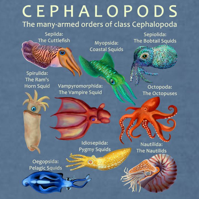 The Cephalopod: Octopus, Squid, Cuttlefish, And Nautilus Garment-Dyed Sweatshirt