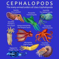 The Cephalopod: Octopus, Squid, Cuttlefish, And Nautilus 16 in Basic Backpack