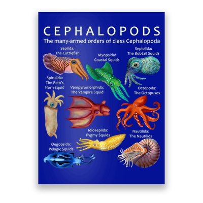 The Cephalopod: Octopus, Squid, Cuttlefish, And Nautilus Poster