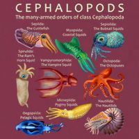 The Cephalopod: Octopus, Squid, Cuttlefish, And Nautilus 16oz Travel Tumbler