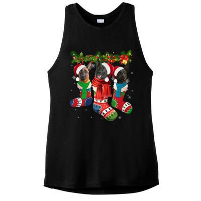 Three Dutch Shepherds In Christmas Socks Ladies PosiCharge Tri-Blend Wicking Tank