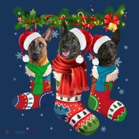 Three Dutch Shepherds In Christmas Socks Drawstring Bag