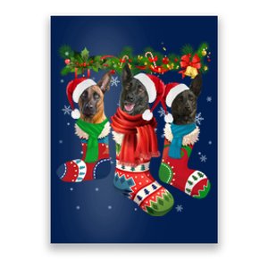 Three Dutch Shepherds In Christmas Socks Poster