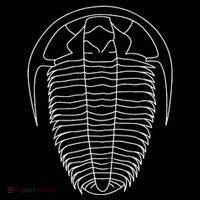 Trilobite  Fossil  Geology Geologist Rockhound 16 in Basic Backpack