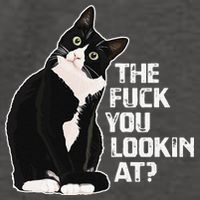 The Fuck You Lookin At Funny Vulgar Novelty For Cat Lovers Vector Backpack