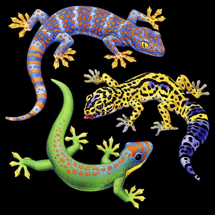Three Geckos Sustainable Bucket Hat