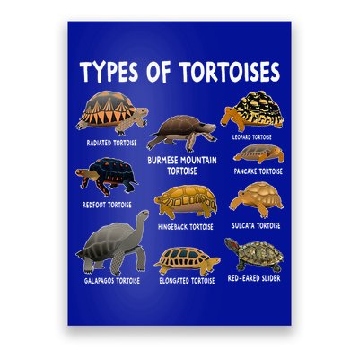 Tortoise Lover Types Of Tortoises Poster