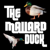 The Mallard Duck Sustainable Bucket Hat