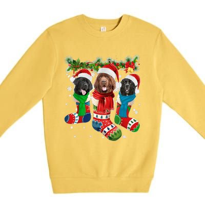 Three Newfoundland Dogs In Christmas Socks Premium Crewneck Sweatshirt