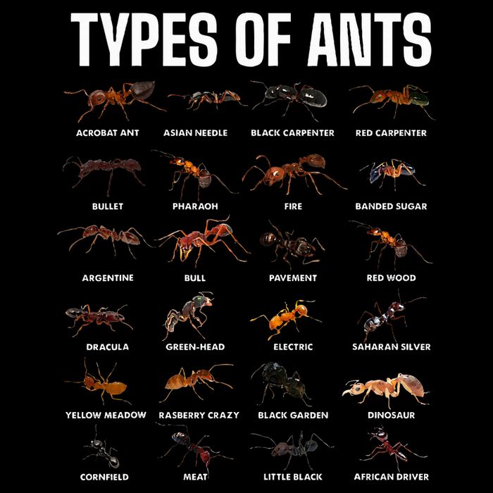 Types Of Ants For Ant Keeper Lovers Doggie Tank