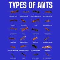 Types Of Ants For Ant Keeper Lovers Tall T-Shirt