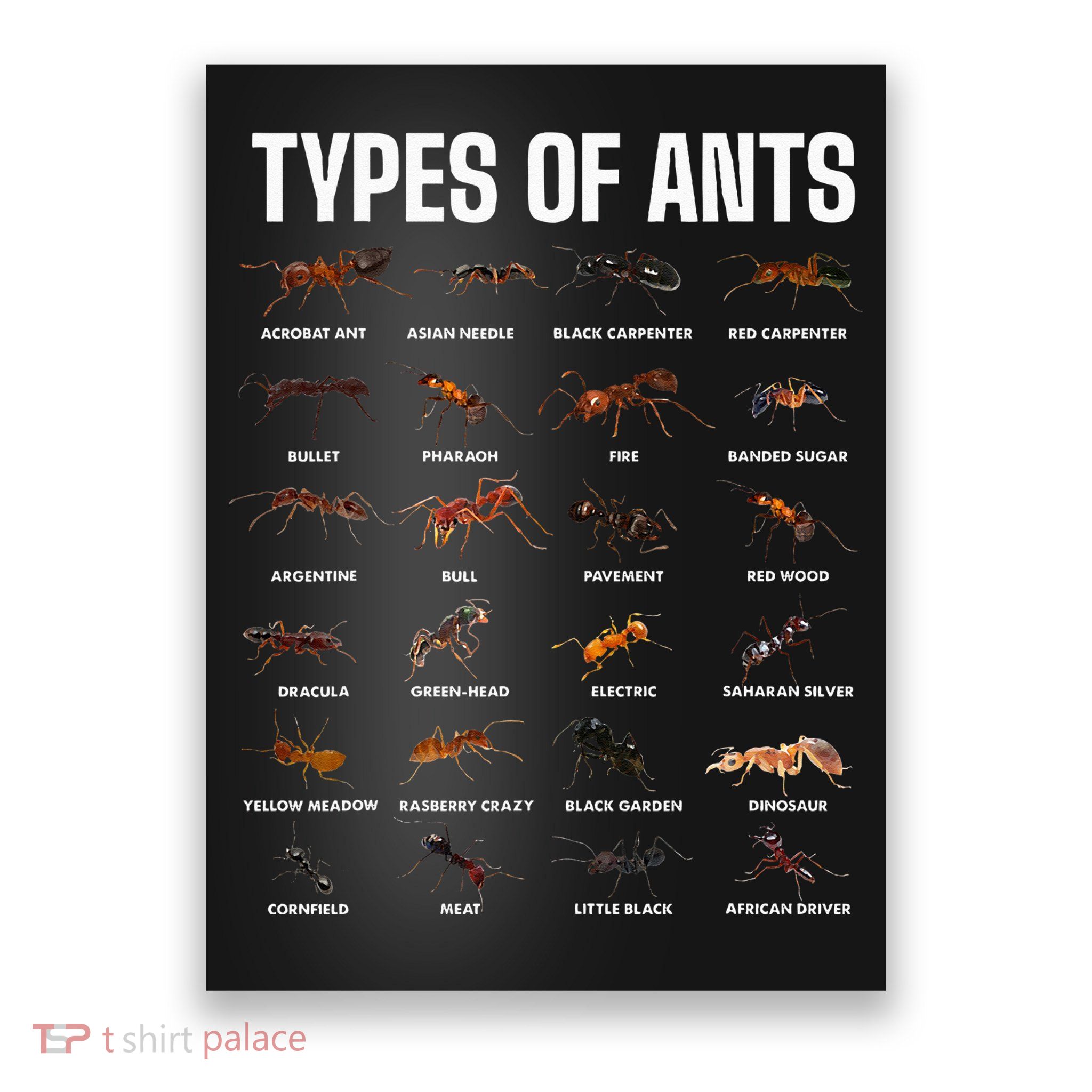 Types Of Ants For Ant Keeper Lovers Poster
