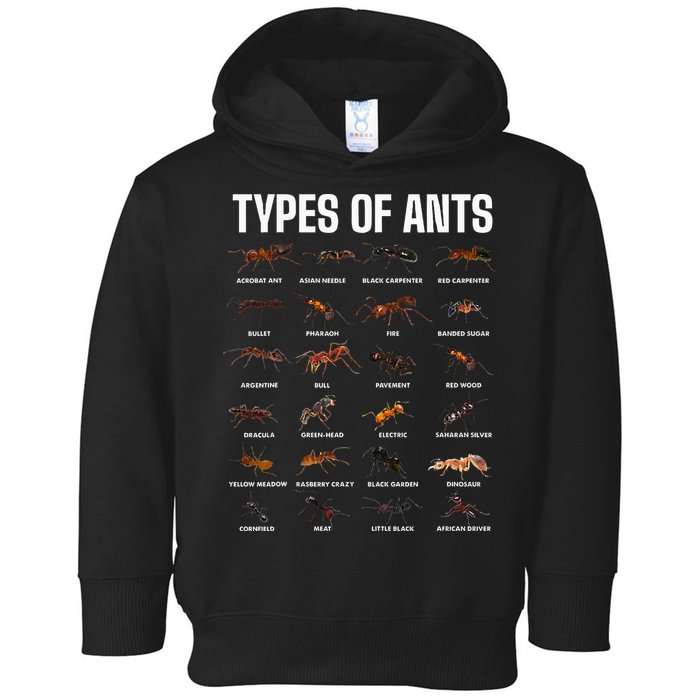 Types Of Ants For Ant Keeper Lovers Toddler Hoodie