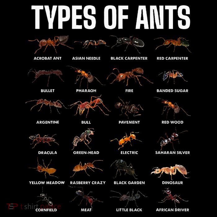Types Of Ants For Ant Keeper Lovers Tank Top