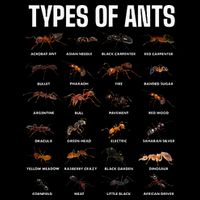 Types Of Ants For Ant Keeper Lovers Toddler T-Shirt