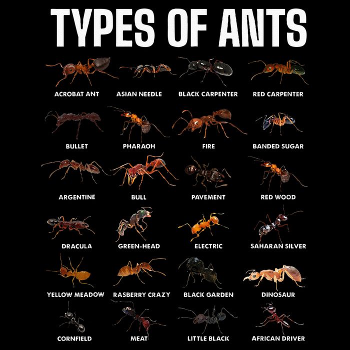 Types Of Ants For Ant Keeper Lovers Toddler T-Shirt