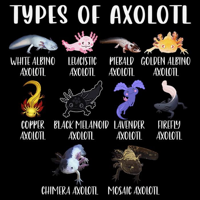 Types of Axolotl Shirt Cute Different Species of Axolotls  Baby Bodysuit