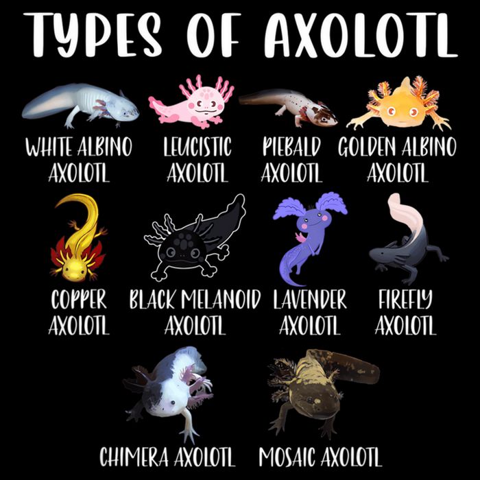 Types Of Axolotl Art Cute Different Species Of Axolotl Daily Commute Backpack