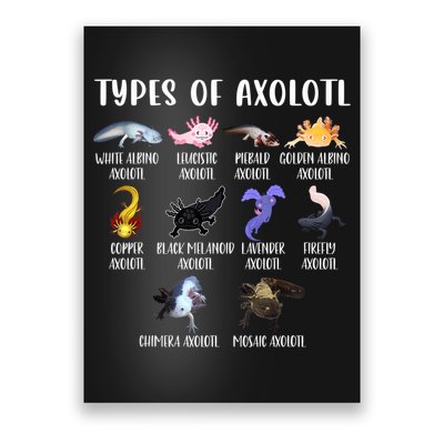 Types Of Axolotl Art Cute Different Species Of Axolotl Poster