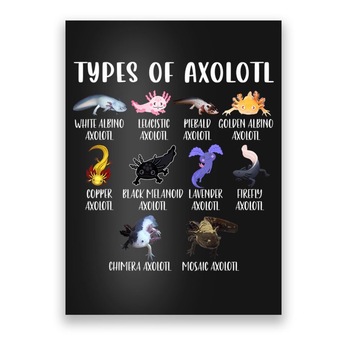 Types Of Axolotl Art Cute Different Species Of Axolotl Poster