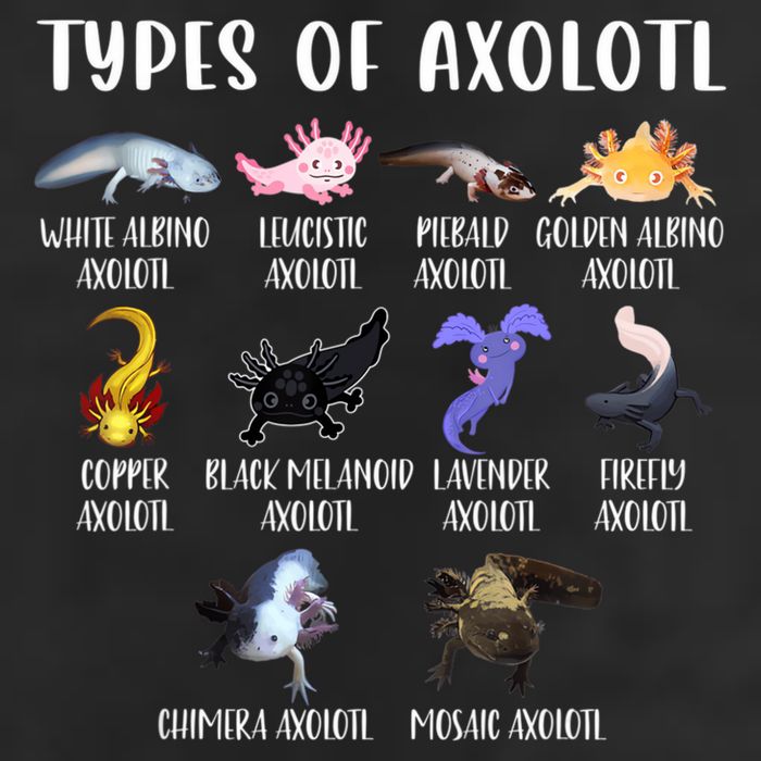 Types Of Axolotl Art Cute Different Species Of Axolotl Trucker Hat