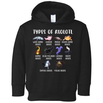 Types Of Axolotl Art Cute Different Species Of Axolotl Toddler Hoodie