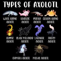 Types Of Axolotl Art Cute Different Species Of Axolotl Crop Top