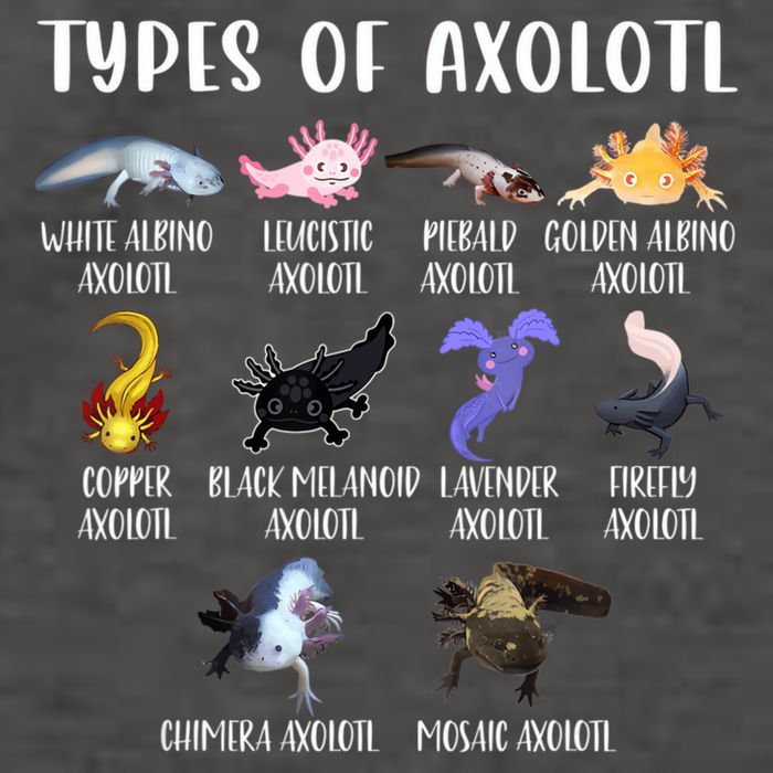 Types Of Axolotl Art Cute Different Species Of Axolotl Vector Backpack
