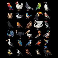 Types Of Birds Educational Tall T-Shirt