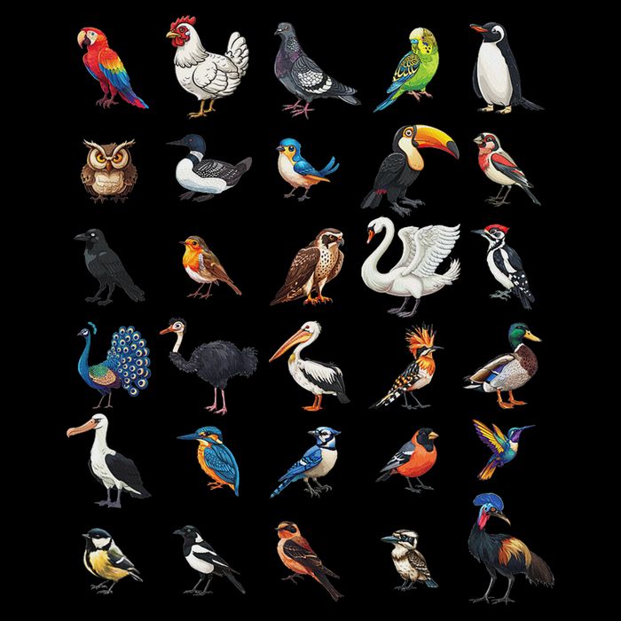 Types Of Birds Educational Tall T-Shirt
