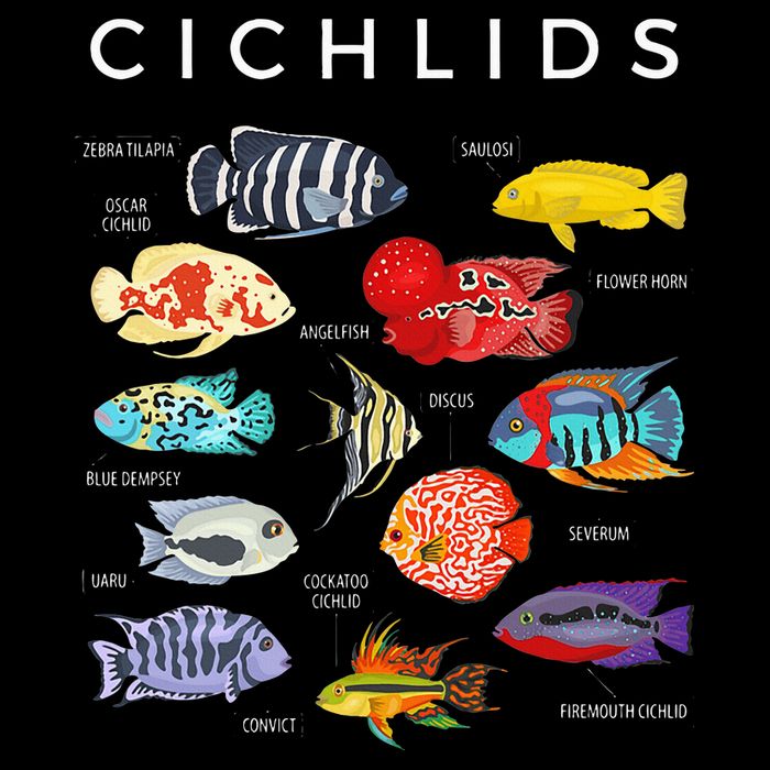 Types Of Cichlid Fish Species Cichlids Aquarium Sweatshirt