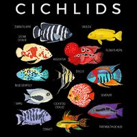 Types Of Cichlid Fish Species Cichlids Aquarium Flatbill Hat