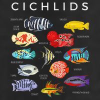 Types Of Cichlid Fish Species Cichlids Aquarium Golf Towel