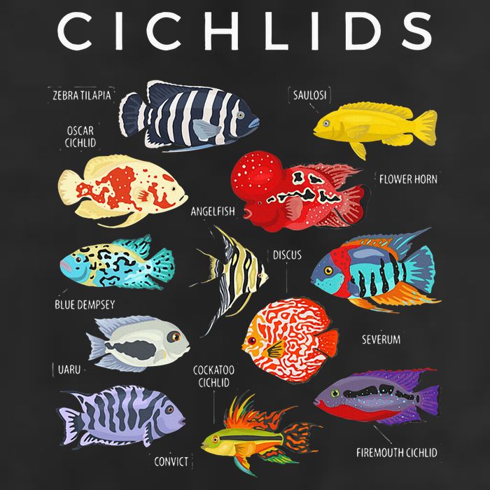 Types Of Cichlid Fish Species Cichlids Aquarium Golf Towel