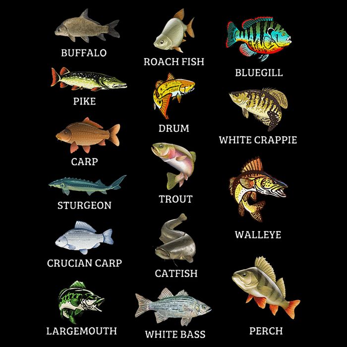 Types Of Freshwater Fish Species Fishing Fisherman Anglers Mug