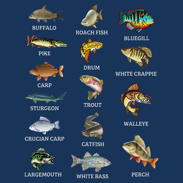 Types Of Freshwater Fish Species Fishing Fisherman Anglers Bag