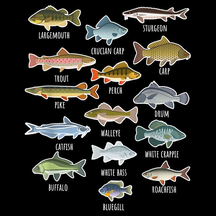 Types Of Freshwater Fish Species Fishing Shirt Fishing Merch New Fishing Costume Button