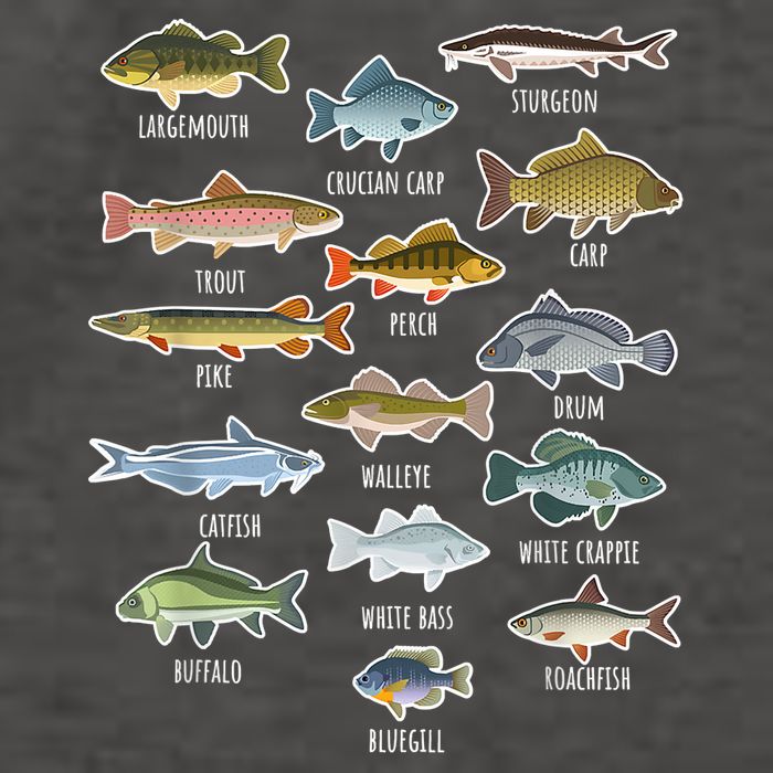 Types Of Freshwater Fish Species Fishing Shirt Fishing Merch New Fishing Costume Womens T-Shirt