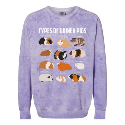 Types Of Guinea Pigs Owner Cool Animal Xmas Gift Colorblast Crewneck Sweatshirt