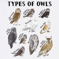 Types Of Owls Educational Collection Cute Owl Lover T-Shirt