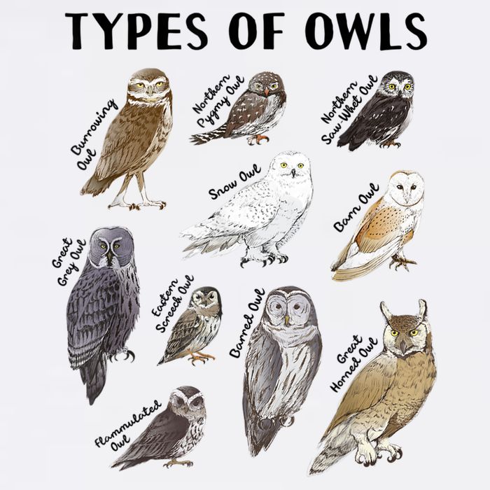 Types Of Owls Educational Collection Cute Owl Lover T-Shirt