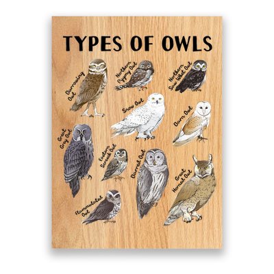 Types Of Owls Educational Collection Cute Owl Lover Poster