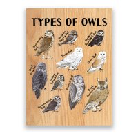 Types Of Owls Educational Collection Cute Owl Lover Poster
